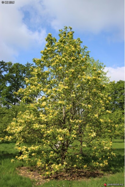Магнолія гібридна Дафні листяний кущ з пірамідальною кроною